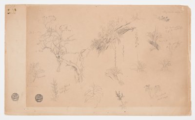 Grupa trzynastu studiów botanicznych z Kolumbii lub Ekwadoru autorstwa Frederic Edwin Church