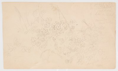 Szkice botaniczne autorstwa Frederic Edwin Church