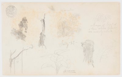 Szkice botaniczne z Kolumbii: drzewa bambusowe, pnie i detale autorstwa Frederic Edwin Church