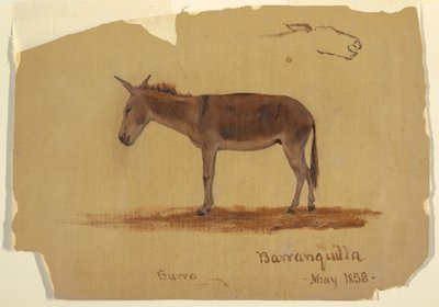 Rysunek przedstawiający osła, Baranquilla, Kolumbia, maj 1853 r. autorstwa Frederic Edwin Church