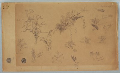 Rysunek, Grupa trzynastu studiów botanicznych z Kolumbii lub Ekwadoru, 1853 r. autorstwa Frederic Edwin Church