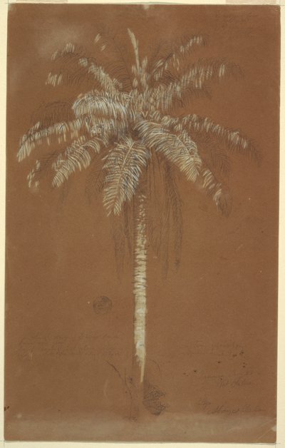 Rysunek, palma Abaye, Mt. Salus, Jamajka, czerwiec 1865 r. autorstwa Frederic Edwin Church