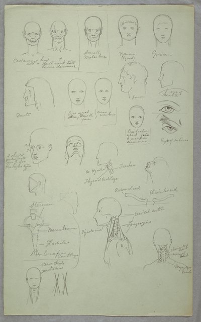 Rysunek, badania anatomiczne, 1865-70 autorstwa Frederic Edwin Church