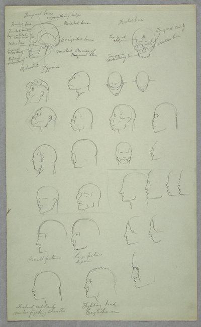 Rysunek, badania anatomiczne, 1865-70 autorstwa Frederic Edwin Church
