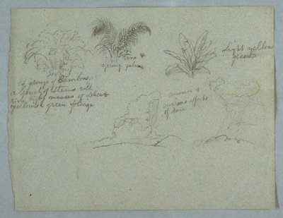 Rysunek, bambusy, winorośl i młoda palma, roślina i dwie sceny deszczu spadającego z chmur nad wzgórzami, Rio Magdalena, Kolumbia, 1853, prawdopodobnie maj autorstwa Frederic Edwin Church