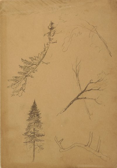 Rysunek, Szkice botaniczne, 1888 r. autorstwa Frederic Edwin Church