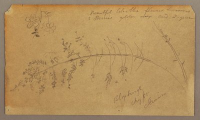 Rysunek, Szkice botaniczne, sierpień 1865 r. autorstwa Frederic Edwin Church