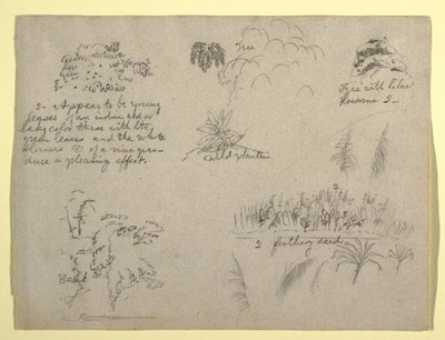 Rysunek, Szkice botaniczne, Kolumbia, 1853 r. autorstwa Frederic Edwin Church