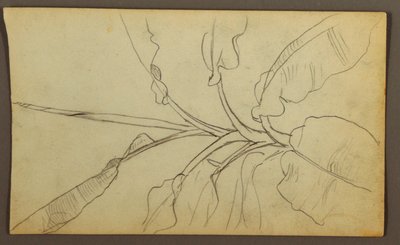 Rysunek, Szkice botaniczne, Ekwador lub Kolumbia; Verso: Szkice botaniczne, 1857 r. autorstwa Frederic Edwin Church
