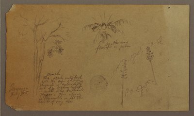Rysunek, Szkice botaniczne, lipiec 1865 r. autorstwa Frederic Edwin Church