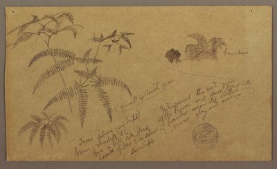 Rysunek, Szkice botaniczne, maj-sierpień 1865 r. autorstwa Frederic Edwin Church