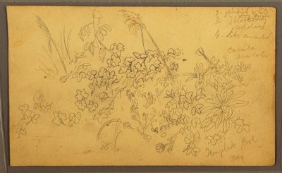 Rysunek, Szkice botaniczne, maj 1857 r. autorstwa Frederic Edwin Church