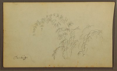 Rysunek, Szkice botaniczne; Verso: Szkice botaniczne, 1857 r. autorstwa Frederic Edwin Church