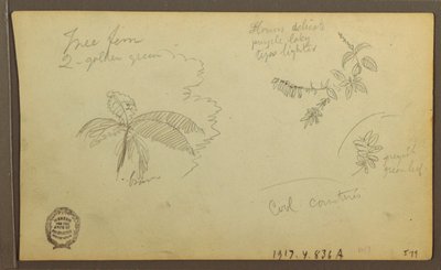 Rysunek, Szkice botaniczne; Verso: Szkice botaniczne, 1857 r. autorstwa Frederic Edwin Church