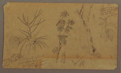 Rysunek, Szkice botaniczne; Verso: Chmury, lipiec 1865 r. autorstwa Frederic Edwin Church