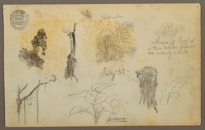 Rysunek, Szkice botaniczne z Kolumbii: Drzewa bambusowe, pnie i szczegóły, lipiec 1853 r. autorstwa Frederic Edwin Church
