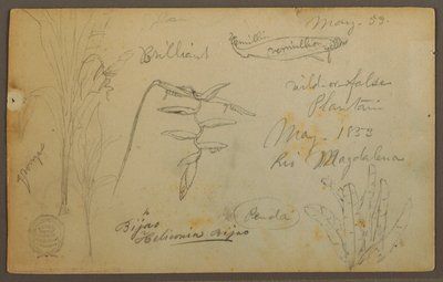 Rysunek, Szkice botaniczne z Rio Magalena, Kolumbia, maj 1853 r. autorstwa Frederic Edwin Church