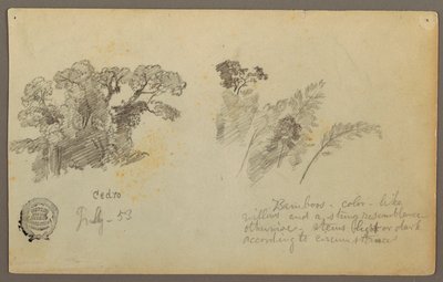 Rysunek, Studia botaniczne z Kolumbii, lipiec 1853 r. autorstwa Frederic Edwin Church