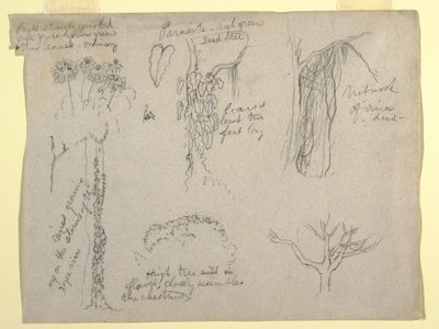 Rysunek, badania botaniczne wykonane w Rio Magdalena, Kolumbia:  Pasożyt, martwe drzewo, 1853 autorstwa Frederic Edwin Church