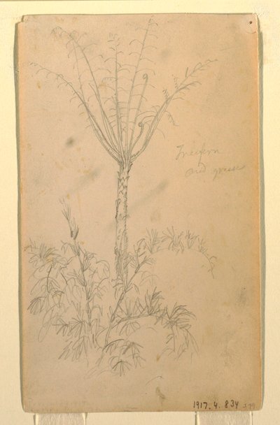 Rysunek, badania botaniczne drzewa, maj-czerwiec 1857 r. autorstwa Frederic Edwin Church
