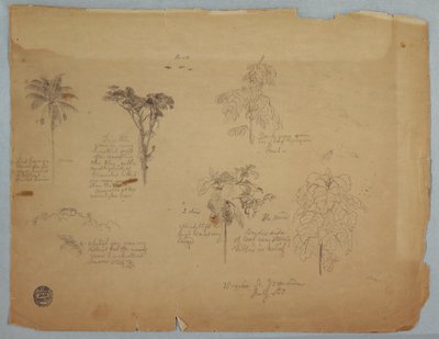Rysunek, Studia botaniczne z latającymi papugami, Boquia, Kolumbia, lipiec 1853 r. autorstwa Frederic Edwin Church