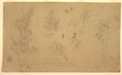 Rysunek, Szkice botaniczne, "w pobliżu Jorje", 23 lipca 1857 r. autorstwa Frederic Edwin Church