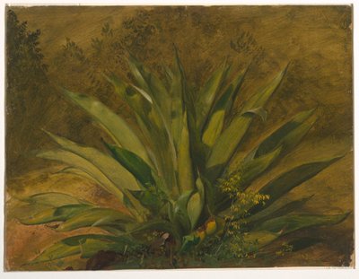 Rysunek, studium botaniczne, 1865-66 autorstwa Frederic Edwin Church