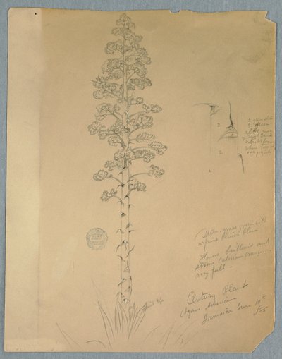 Rysunek, Roślina stulecia, Agave Americana, Jamajka, 14 czerwca 1865 r. autorstwa Frederic Edwin Church