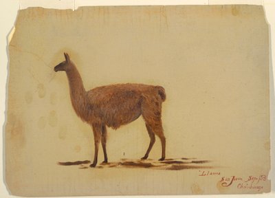 Rysunek, Ekwador, San Juan (Chimborazo), lama, wrzesień 1853 r. autorstwa Frederic Edwin Church