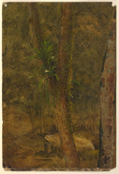 Rysunek, scena w dżungli, czerwiec 1865 r. autorstwa Frederic Edwin Church