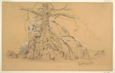 Rysunek, drzewo Königssee, 16 lipca 1868 r. autorstwa Frederic Edwin Church