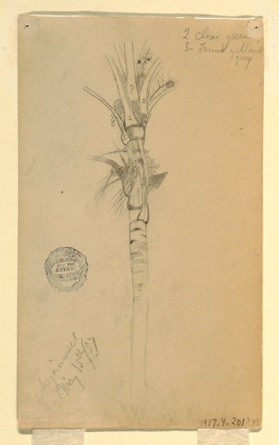 Rysunek, liście i pień palmy, Aspinwall, Panama, 15 maja 1857 r. autorstwa Frederic Edwin Church