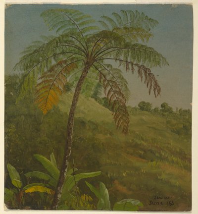 Rysunek, drzewo palmowe, Jamajka, czerwiec 1865 r. autorstwa Frederic Edwin Church