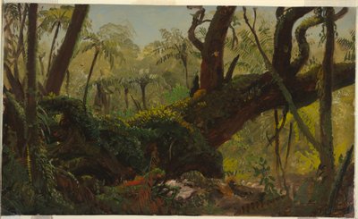 Rysunek, las deszczowy, Jamajka, Indie Zachodnie, kwiecień-sierpień 1865 r. autorstwa Frederic Edwin Church