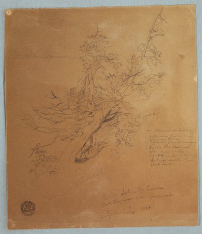 Rysunek, Surowe drzewo w Banku Kanadyjskim poniżej wodospadu Niagara, wrzesień 1856 r. autorstwa Frederic Edwin Church