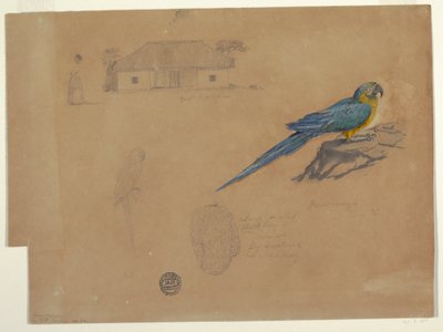 Rysunek, Studia z Guaccamaya, Bogota, Kolumbia, czerwiec-lipiec 1853 r. autorstwa Frederic Edwin Church