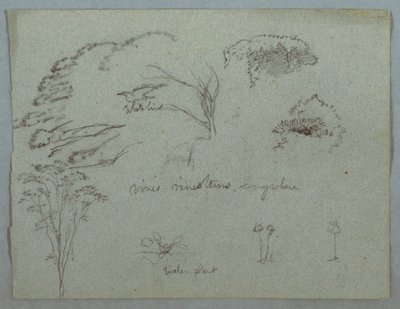 Rysunek, Studia z Rio Magdalena, Kolumbia:  Wierzchołki drzew, latający biały ptak, winorośl i trzy kwitnące rośliny, 1853, prawdopodobnie maj autorstwa Frederic Edwin Church