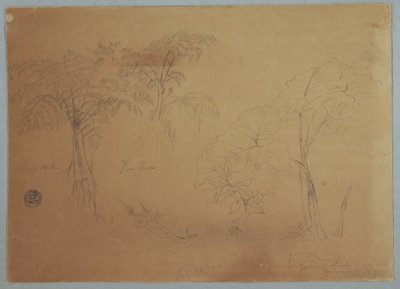 Rysunek, Studium dwóch drzew i trzech roślin, w pobliżu Jorje, Ekwador, 23 lipca 1857 r. autorstwa Frederic Edwin Church