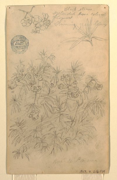 Rysunek przedstawiający roślinę Rosa de Panama lub Oleander, maj-czerwiec 1857 r. autorstwa Frederic Edwin Church