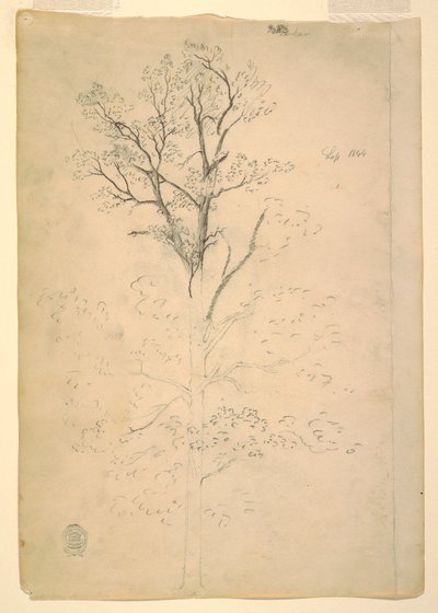 Rysunek, drzewo, wrzesień 1844 r. autorstwa Frederic Edwin Church
