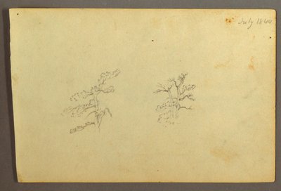Rysunek, Drzewa, lipiec 1844 r. autorstwa Frederic Edwin Church