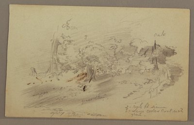 Rysunek, drzewa, prawdopodobnie lata 60. XIX wieku autorstwa Frederic Edwin Church