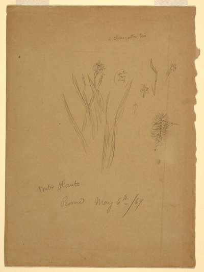 Rysunek, Rośliny wodne, Rzym Włochy autorstwa Frederic Edwin Church