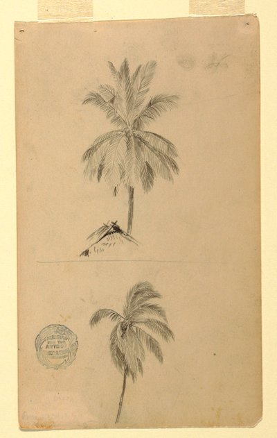 Rysunki. Dwa szkice. Palmy. autorstwa Frederic Edwin Church