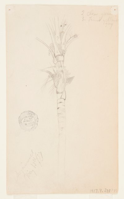 Liście i łodyga palmy, Aspinwall, Panama autorstwa Frederic Edwin Church