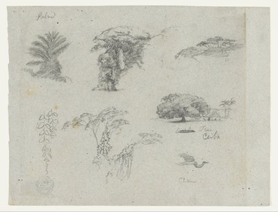 Szkice z Ameryki Południowej.  Szkice botaniczne.   Lecący żuraw. autorstwa Frederic Edwin Church