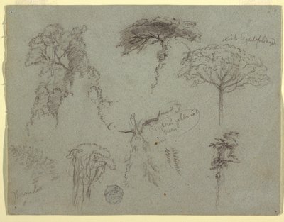 Badania Drzew, Ekwador autorstwa Frederic Edwin Church