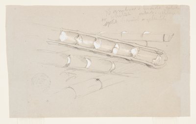 Studium bambusa autorstwa Frederic Edwin Church