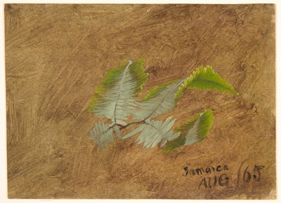 Studium Paproci, Jamajka autorstwa Frederic Edwin Church