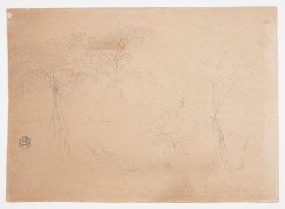 Studium dwóch drzew i trzech roślin, niedaleko Jorje, Ekwador autorstwa Frederic Edwin Church